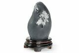 Polished Chrysanthemum Stone in Wood Base - China #352108-1